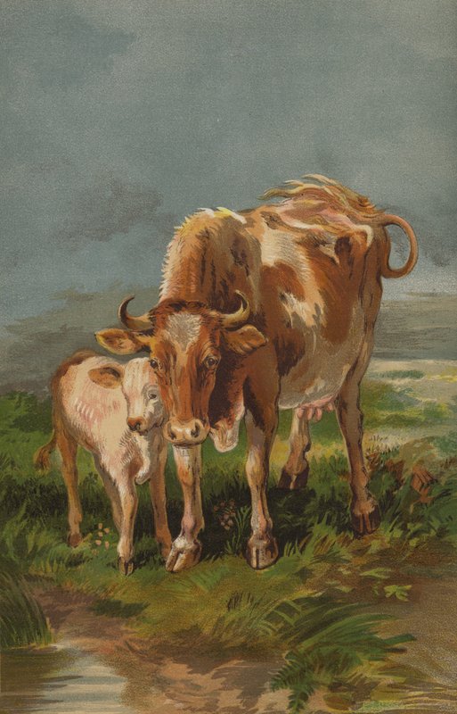 Vaca y ternero de Alderney de English School