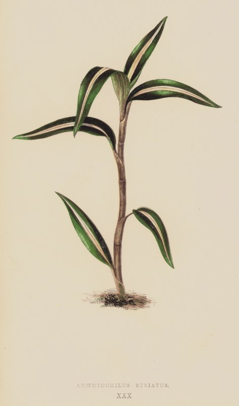 Anoectochilus Striatus de English School