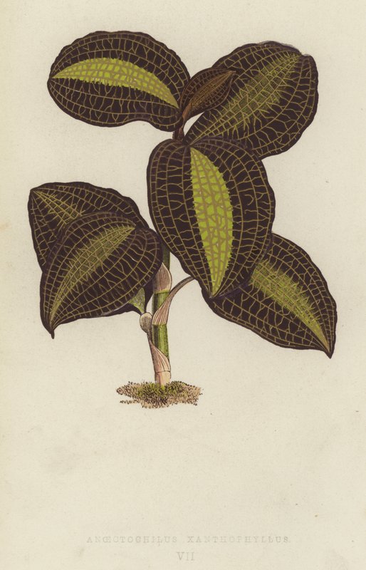 Anoectochilus Xanthophyllus de English School