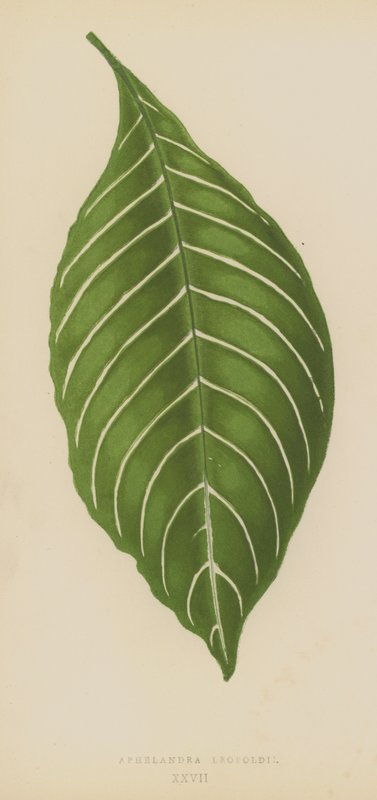 Aphelandra Leopoldii de English School