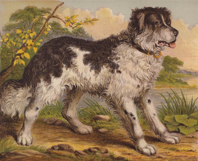 Perros grandes de English School