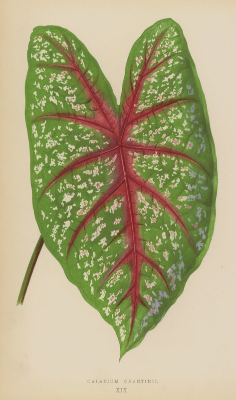 Caladium Chantinii de English School