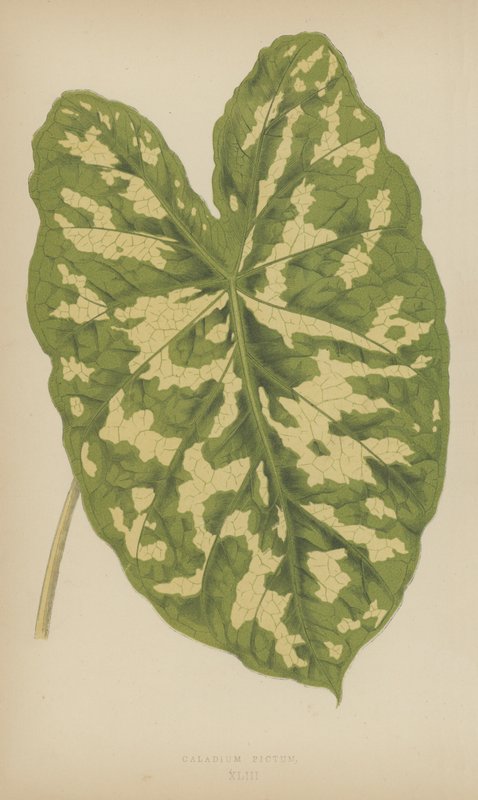 Caladium Pictum de English School
