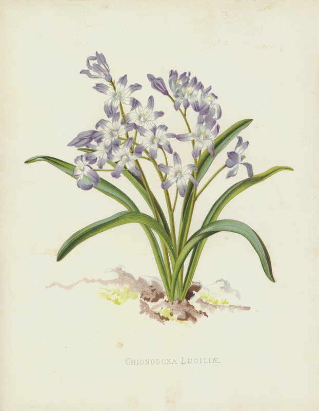 Chionodoxa Luciliae de English School