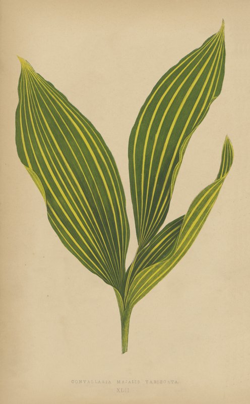 Convallaria Majalis Variegata de English School