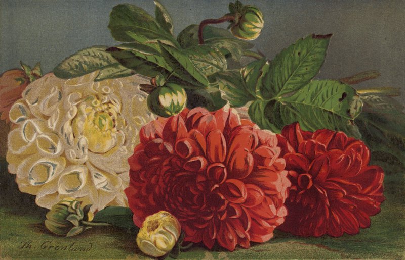 Dalias de English School