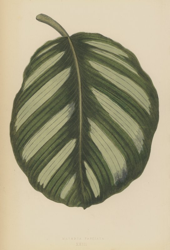 Maranta Fasciata de English School