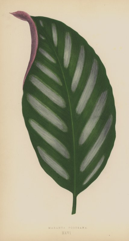Maranta Porteana de English School
