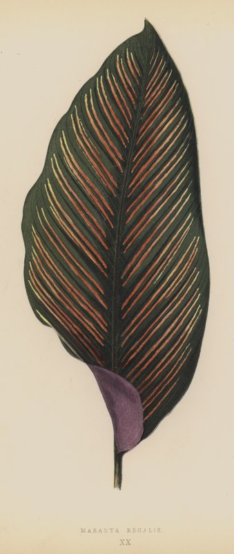Maranta Regalis de English School