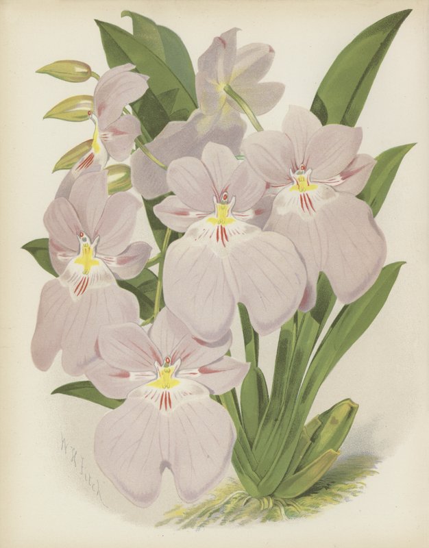 Odontoglossum Vexillarium de English School