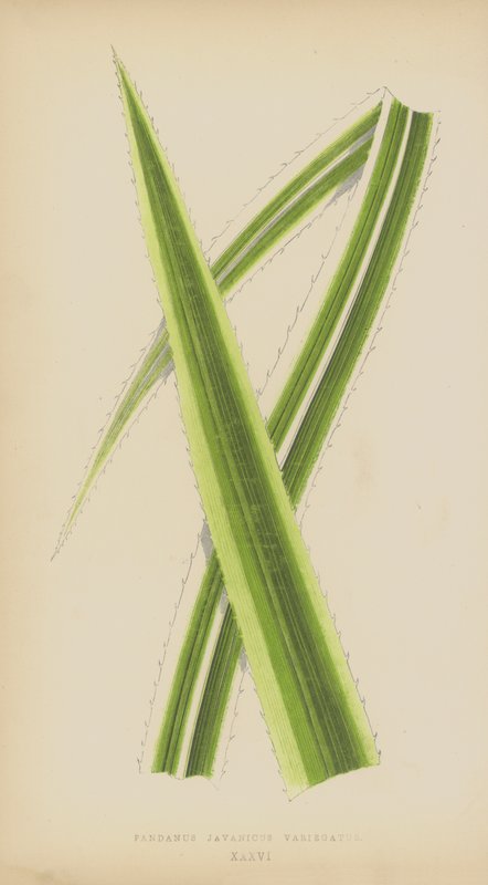 Pandanus Javanicus Variegatus de English School