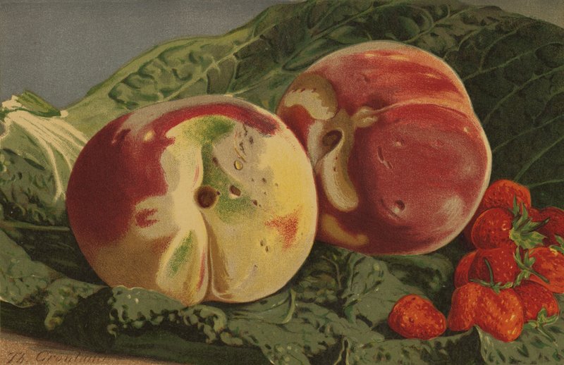 Duraznos y fresas de English School