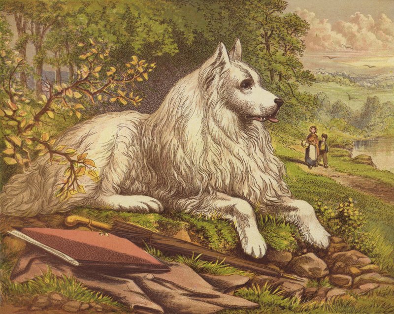 Perros de compañía de English School