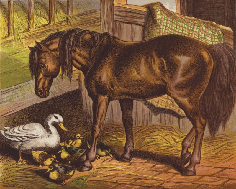 Pony de English School