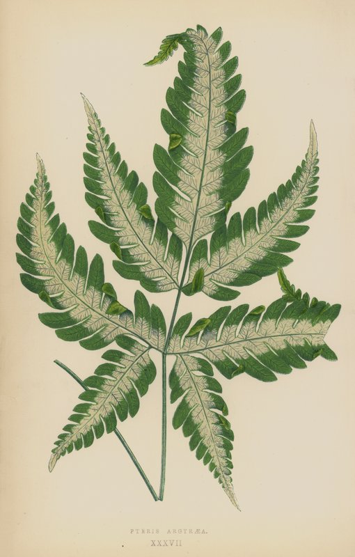 Pteris Argyraea de English School