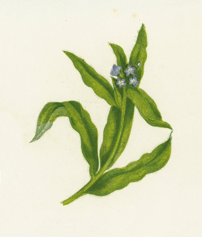 Buglosa pequeña, Lycopsis Arvensis de English School