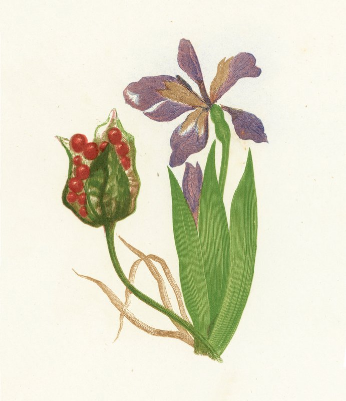 Iris Fétido, Iris Foetidissima de English School