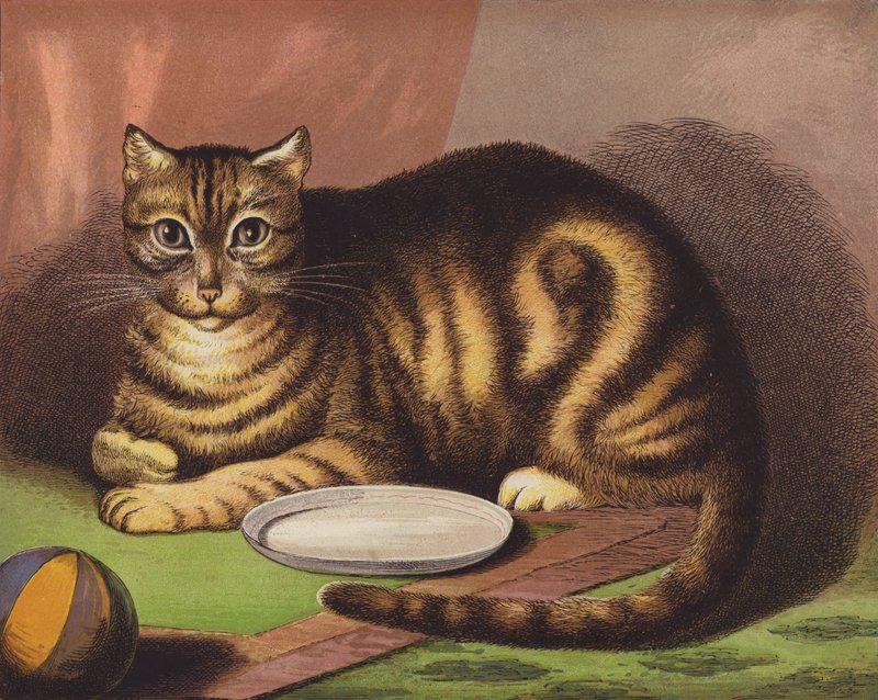 El gato de English School