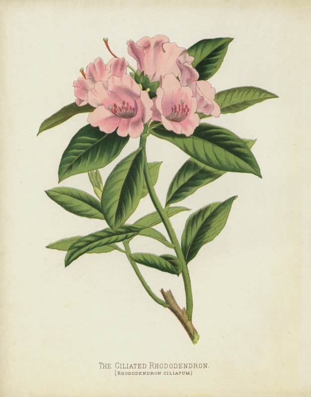El Rododendro Ciliado, Rhododendron Ciliatum de English School