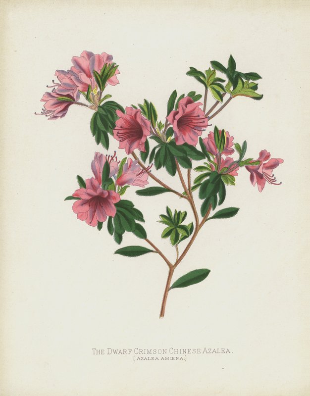 La Azalea China Enana Carmesí, Azalea Amoena de English School