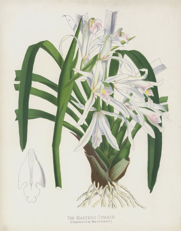 El Cymbidium de Masters, Cymbidium Mastersii de English School