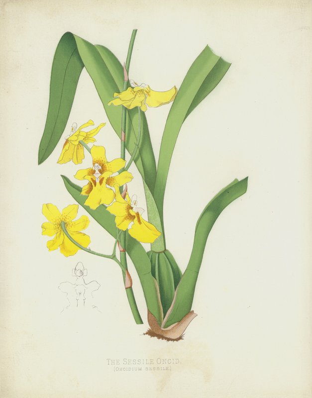 El Oncidio sésil, Oncidium Sessile de English School