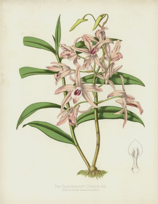El Dendrobe Transparente, Dendrobium Transparens de English School