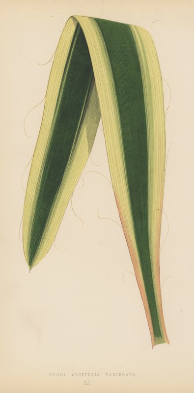 Yucca Aloifolia Variegata de English School