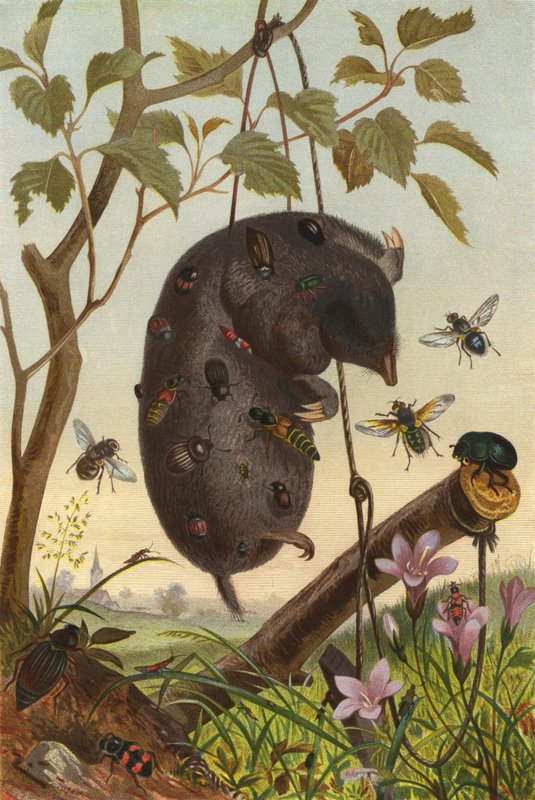 Insectos en un topo de European School