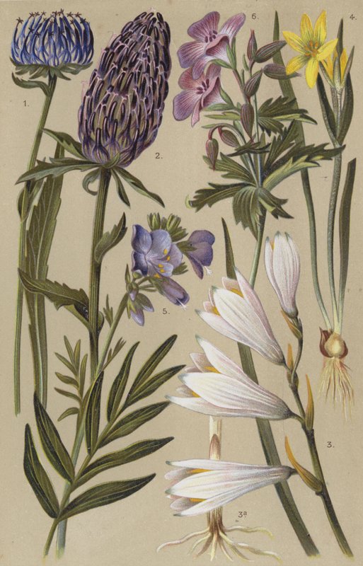 Flora alpina de European School