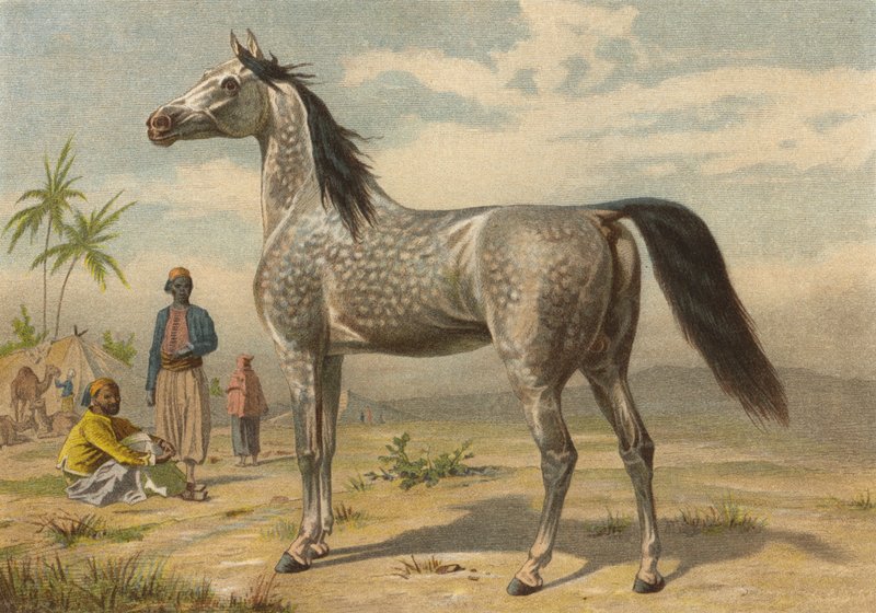 Caballo árabe de European School