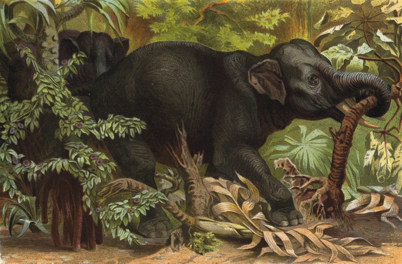 Elefante indio de European School