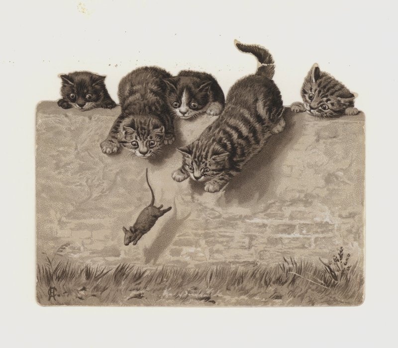 Gatitos persiguiendo un ratón de European School