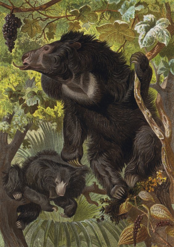 Oso de labios de European School