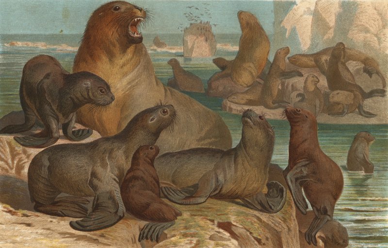 Foca monje de European School
