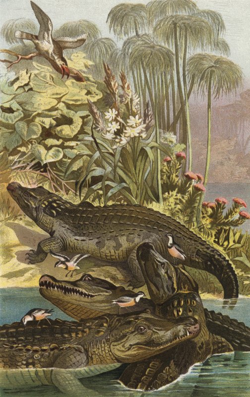 Cocodrilo del Nilo de European School