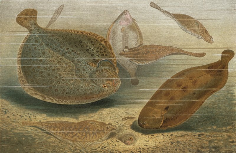 Peces planos de European School