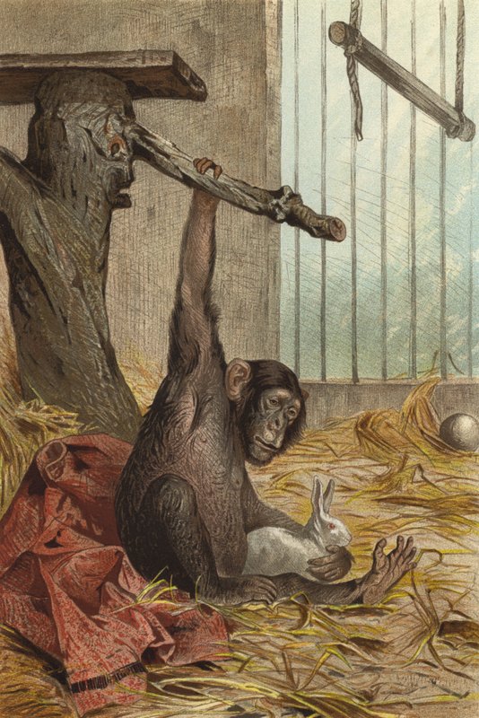 Chimpancé de European School