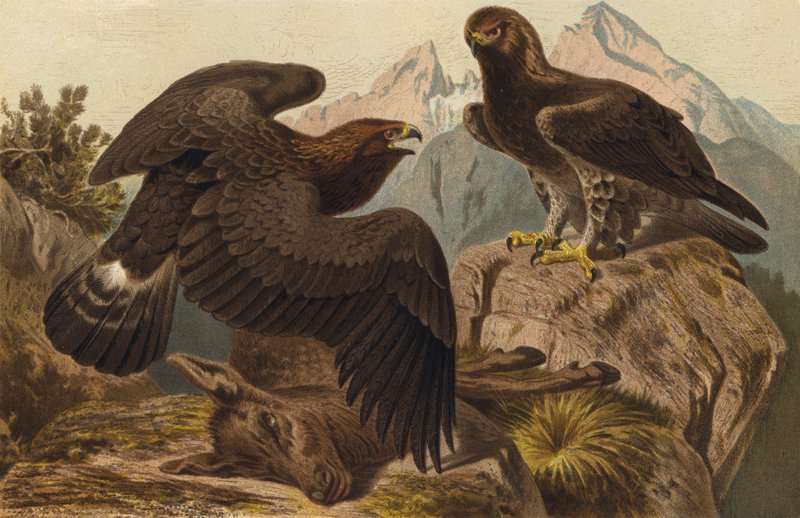 Águila real de European School