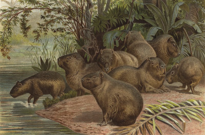 Capibara de European School