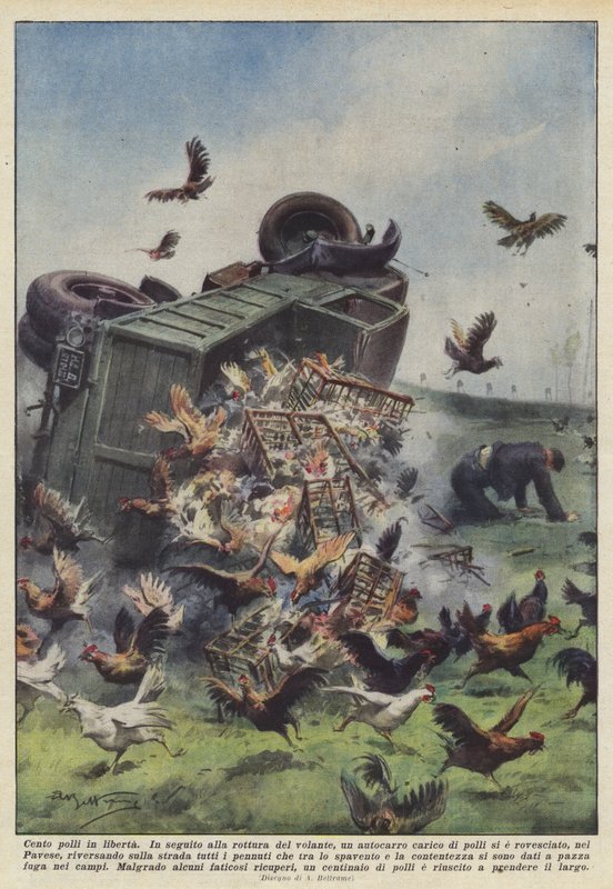 Cien pollos en libertad de Achille Beltrame