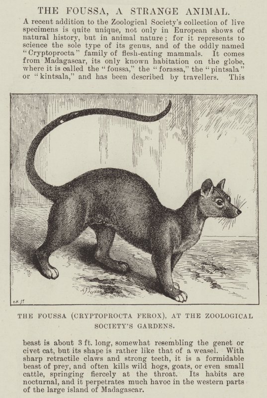 El Foussa (Cryptoprocta Ferox), en los Jardines de la Sociedad Zoológica de Alexander Francis Lydon
