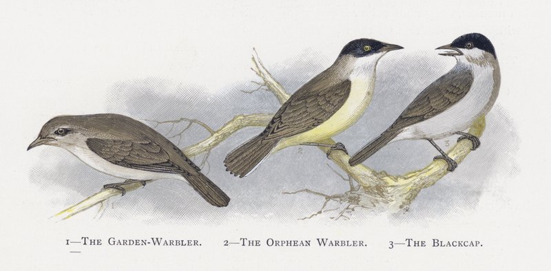 La Curruca Mosquitera, La Curruca Orfeo, El Curruca Capirotada de Alexander Francis Lydon