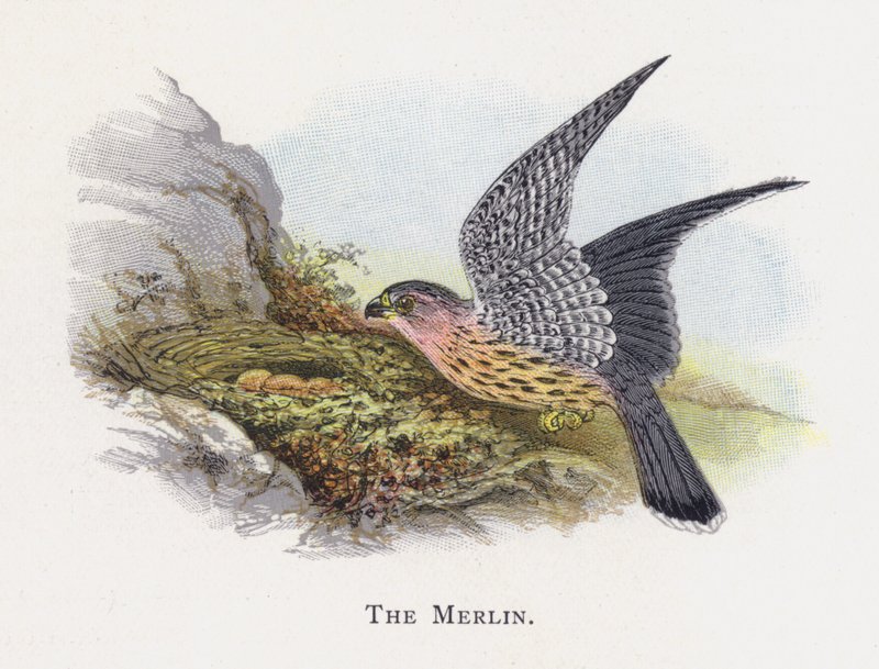 El Halcón Merlin de Alexander Francis Lydon