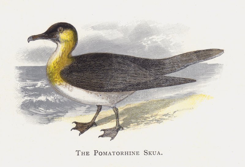 El Págalo Pomarino de Alexander Francis Lydon