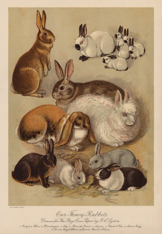 Conejos (cromolitos) de Alexander Francis (after) Lydon