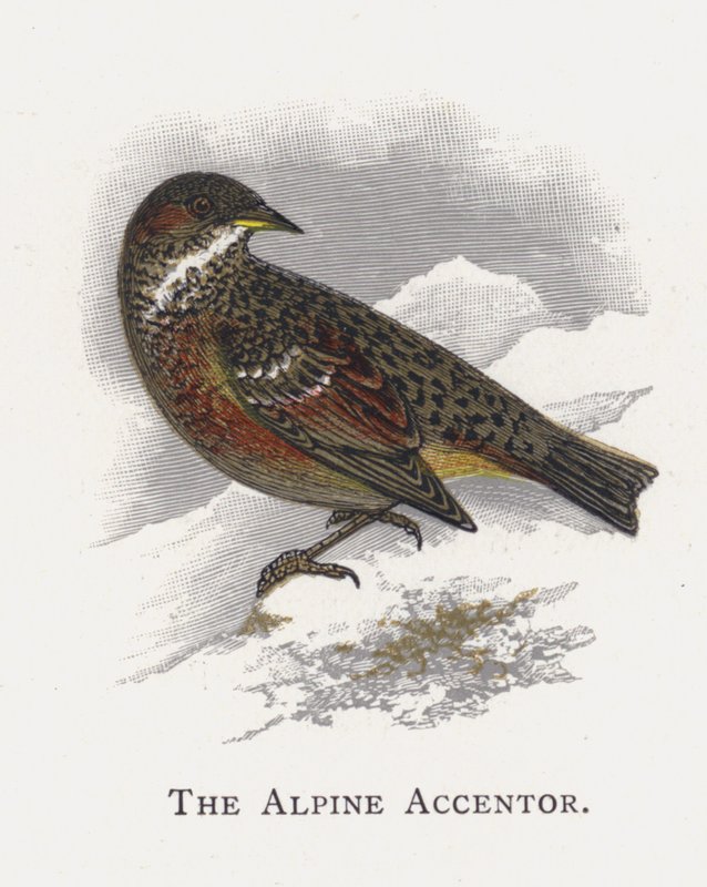 El Acentor Alpino de Alexander Francis Lydon