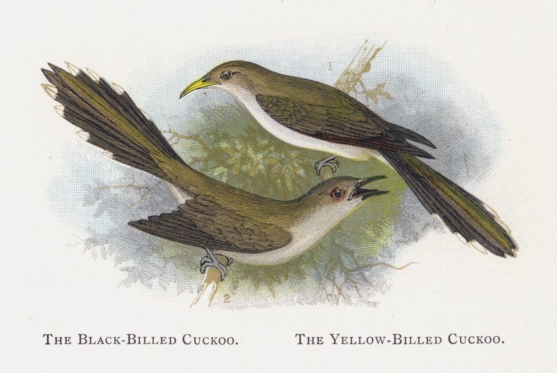 El Cuco de Pico Negro, El Cuco de Pico Amarillo de Alexander Francis Lydon