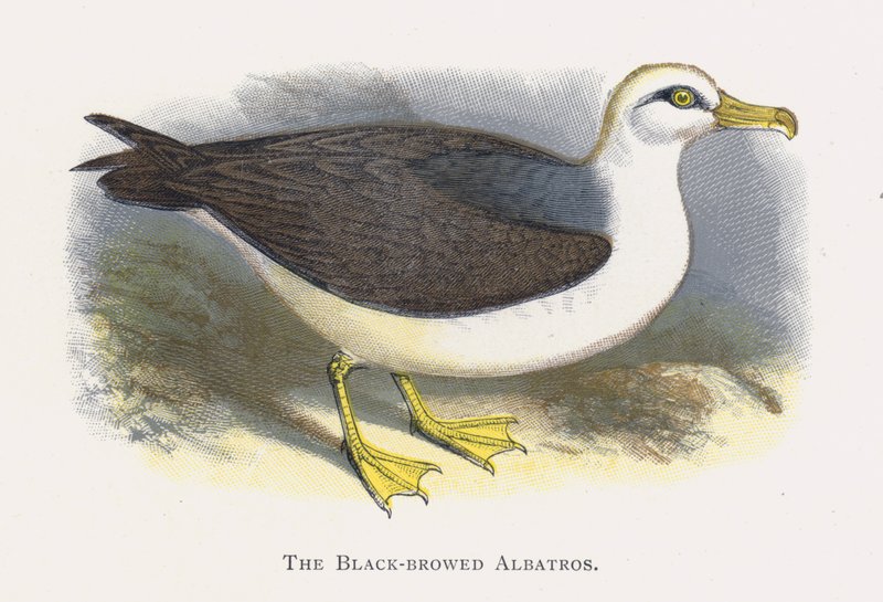 El Albatros de Ceja Negra de Alexander Francis Lydon
