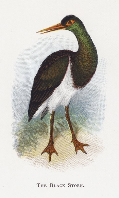 La Cigüeña Negra de Alexander Francis Lydon